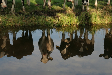 (water)spiegeltje, wie is de mooiste van ons allemaal?