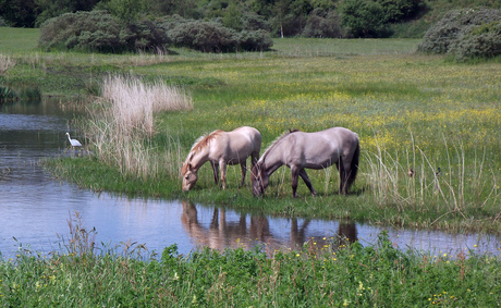 paarden.jpg