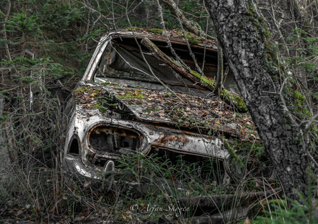 Car lost in the woods
