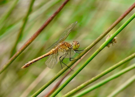 Kempense Heidelibelle