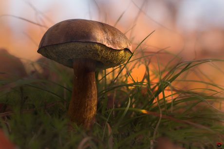 De Reus van het kleine woud!