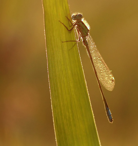Lantaarntje in ochtendlicht
