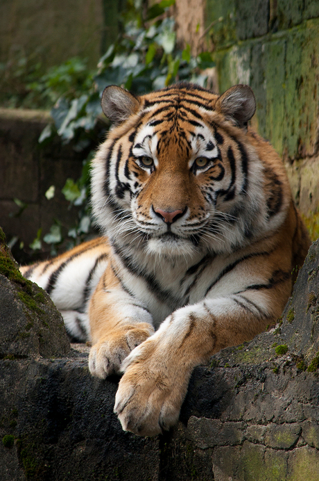 Siberische Tijger