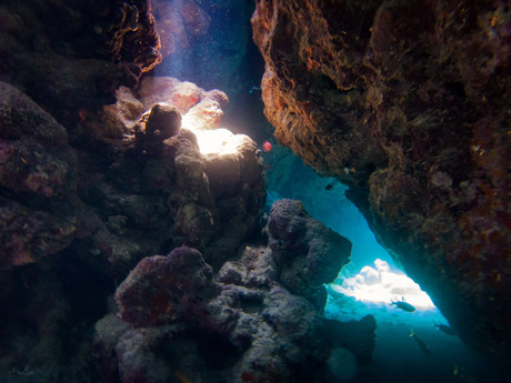 Doplhinhouse onderwater Marsa Alam
