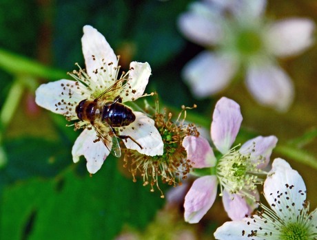 Snoepende hommel