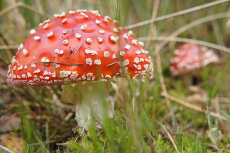 Op een rode paddenstoel...