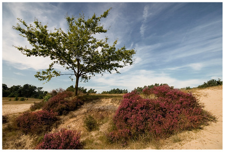 Kootwijkerzand