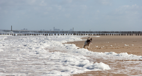 Hond speelt met schuim op het strand