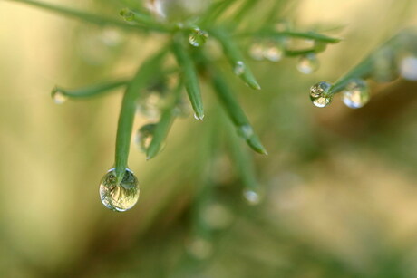 Raindrops