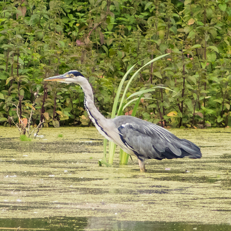 Blauwe reiger