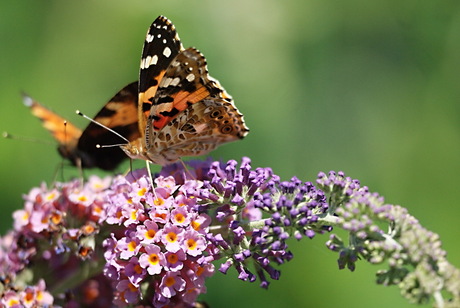 vlinders in de tuin