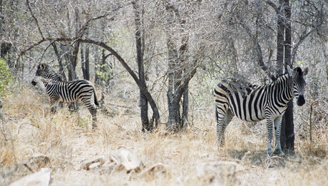 Zebra's in Krugerpark