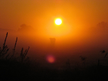 koe bij zonsopkomst
