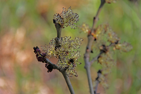 lente spruit.jpg