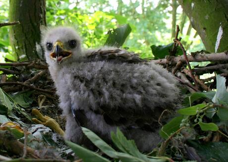 buizerd 26 dagen oud