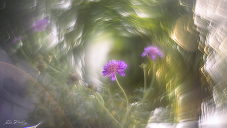 Fotograferen met omgekeerde lens glaasjes