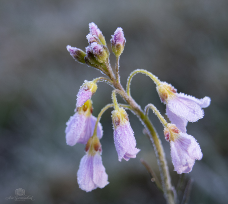 IJskoude Pinksterbloemen 