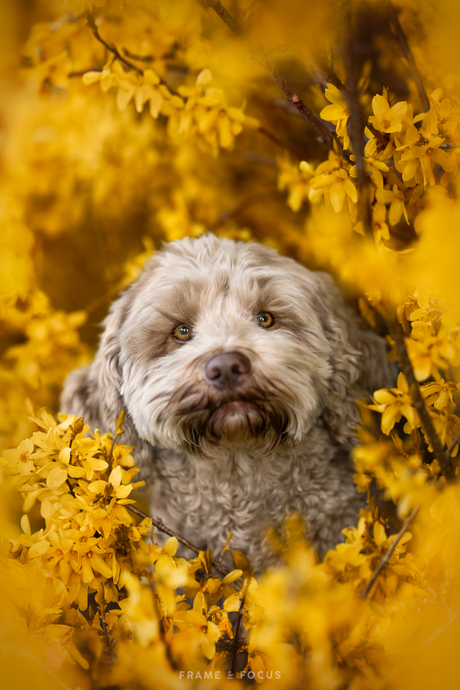 Kate in de Forsythiabloesem 