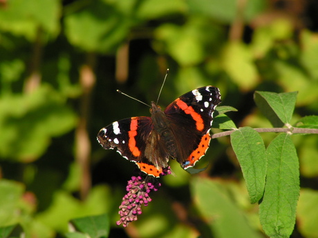 Vlinder (Atalanta) op vlinderstruik