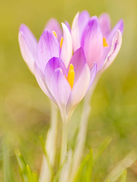 Samen stevig in de wind…lente! 