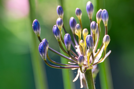 Agapanthus