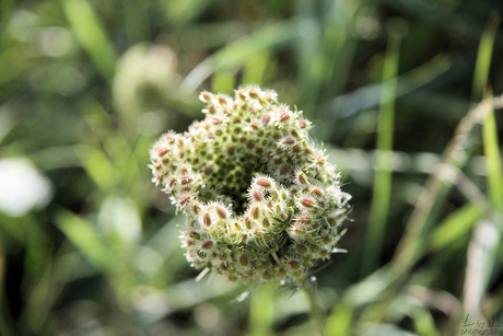 Bijzondere plant