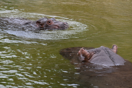 Hippo jong met mama