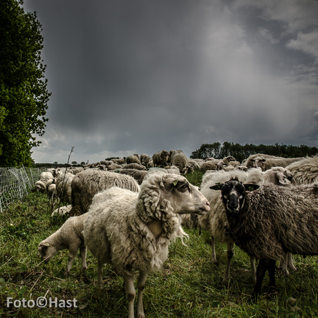 Schapen wachten op de dingen die komen gaan