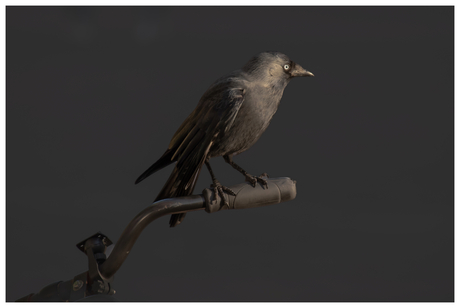 De ‘ongevleugelde’ kauw in hartje Amsterdam 