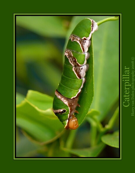 Caterpillar