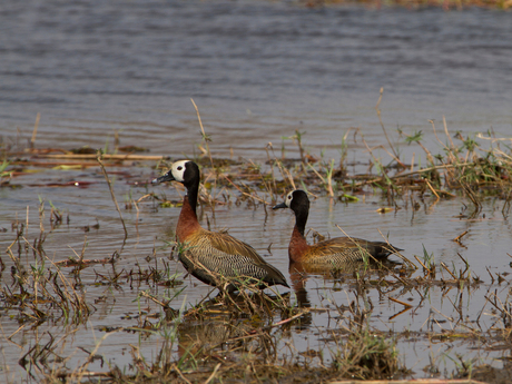 White faced Duck Botswana