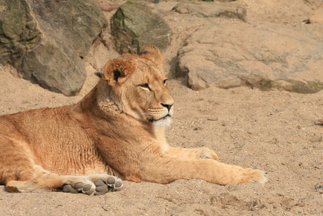 Leeuwin in Artis