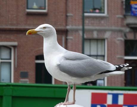 P1380939 Maassluis Sleepboothavendag toetje 21mei 2016