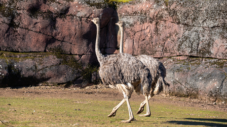 Dagje dierentuin GaiaZoo