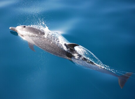 dolfijn in de Sea of Cortez