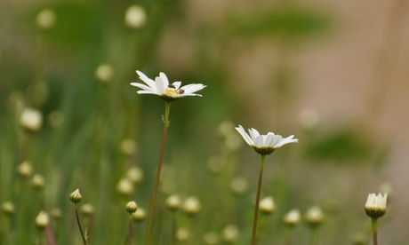 bloemenpracht