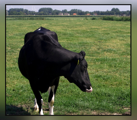 geen zakdoekjes meer