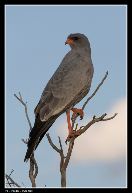 Pale chanting goshawk