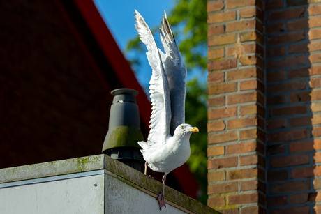 Zie ik daar nu nog een kruimel...ik kom er aan!!