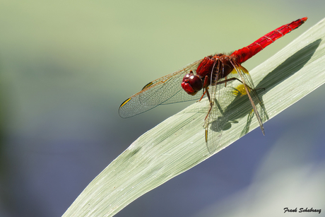 Simply red