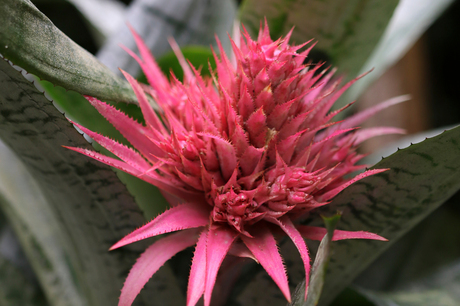 Bromelia