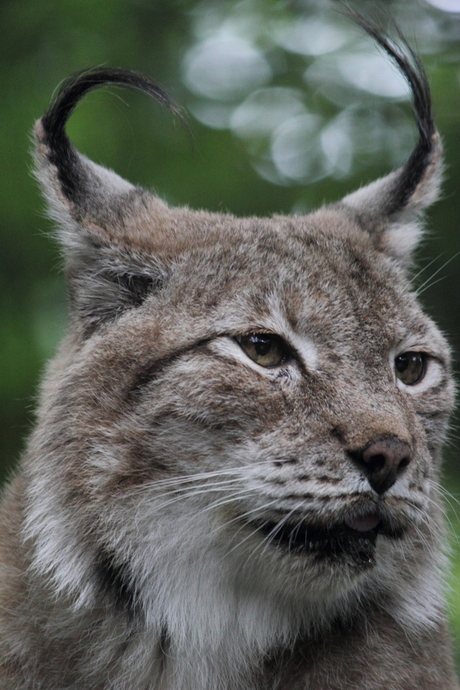 Lynx