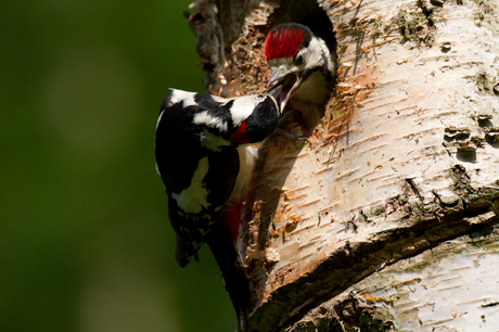 Grote Bonte Specht