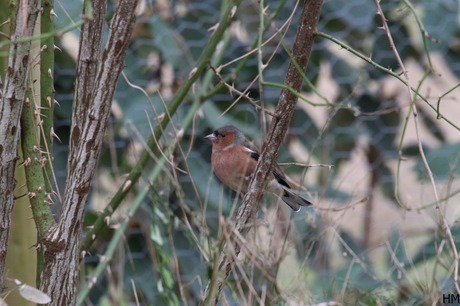 Vink tussen de prikkels