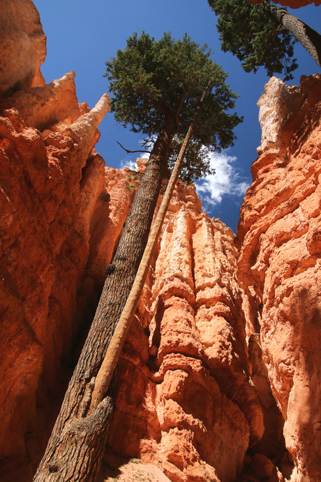 Bryce Canyon, USA hiking Navajo Trail