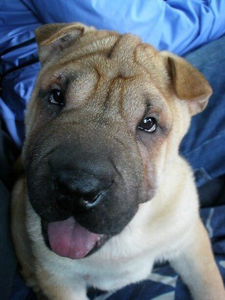 Sharpei