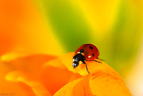 Oranje