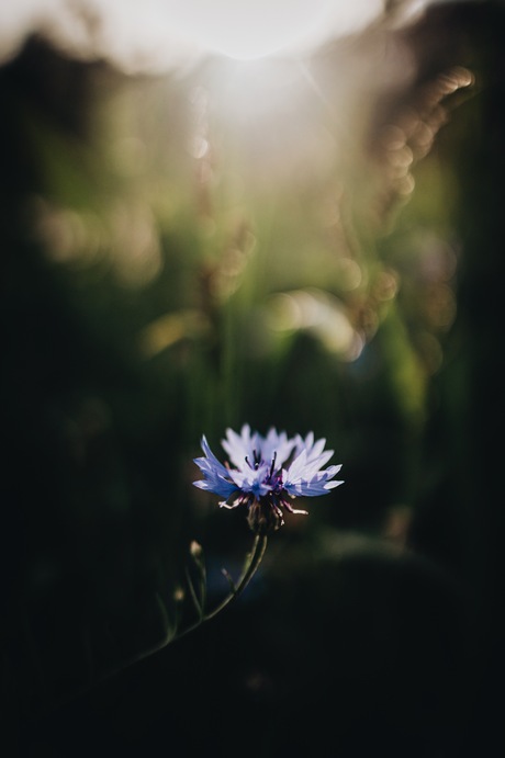 Korenbloem
