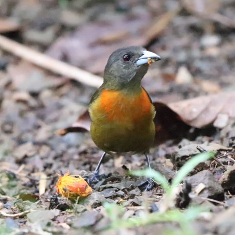 Roodrugtangara, vrouwtje