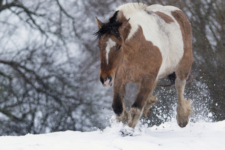 Sneeuwpret